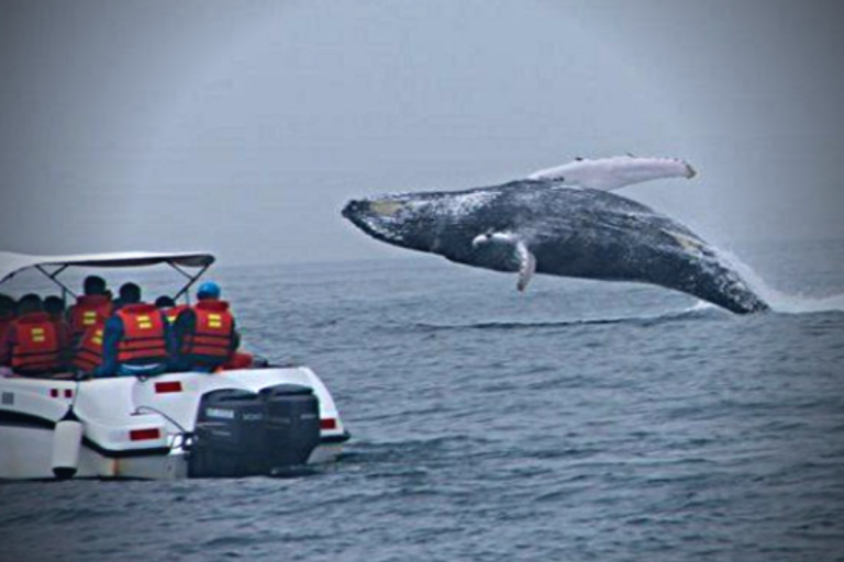 ballenas